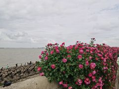 -上海滨江森林公园