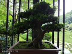 -云溪植物园