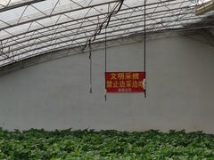-大自然农场蔬菜草莓采摘园