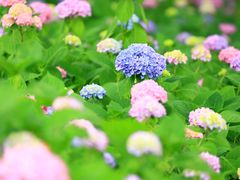 -上海滨江森林公园