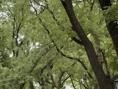 -北京国子监胡同