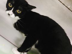 -创凡宠物医院·骨专科  猫科中心(西乡分院)