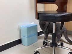 -全心全意连锁动物医院·微创中心·内科急重症·心脏专科(丰管路店)