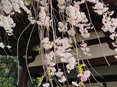 -西安青龙寺遗址景区