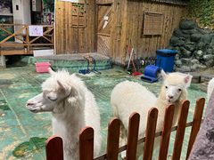 -上海大自然野生昆虫馆(东方明珠·爬宠昆虫探索中心)