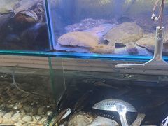 -四海蒸鲜蒸汽海鲜自助(北戴河店)