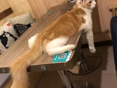 -猫色咖啡·猫咖