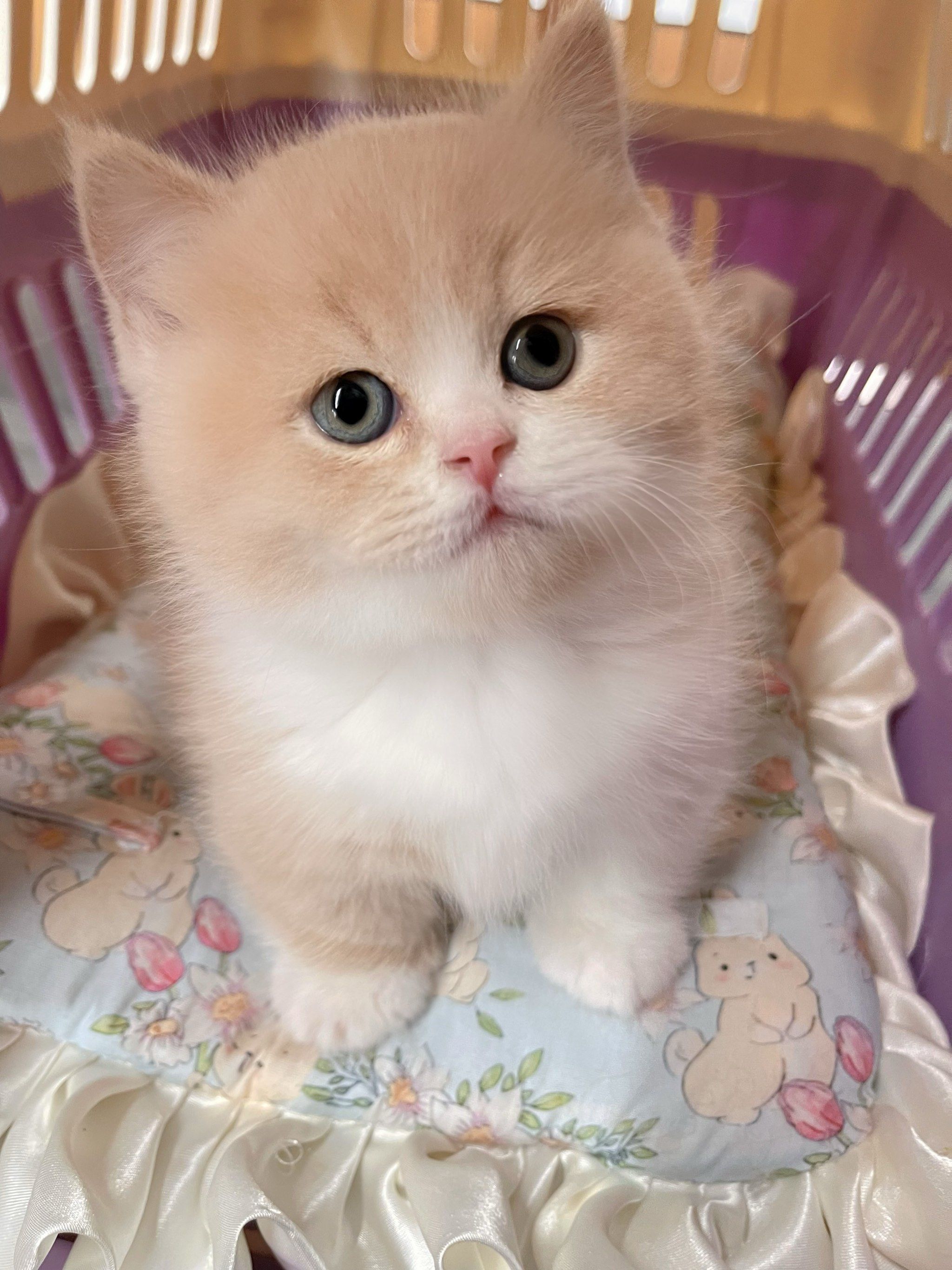 乳白曼基康宝宝