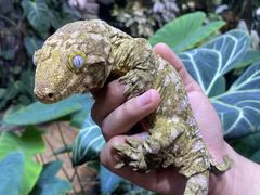 -Rabbit Cafe私房西餐甜点咖啡(栖霞路店)