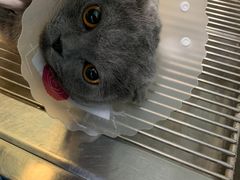 -纳吉亚猫专科动物诊疗中心(蒋宅口分院)
