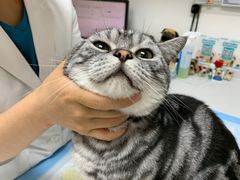 -美联众合动物医院·24h转诊中心