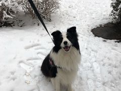 -Goku PET SHOP宠物视觉生活馆(双井店)