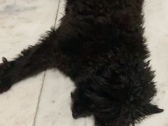 -吉野家(南昌铜锣湾店)