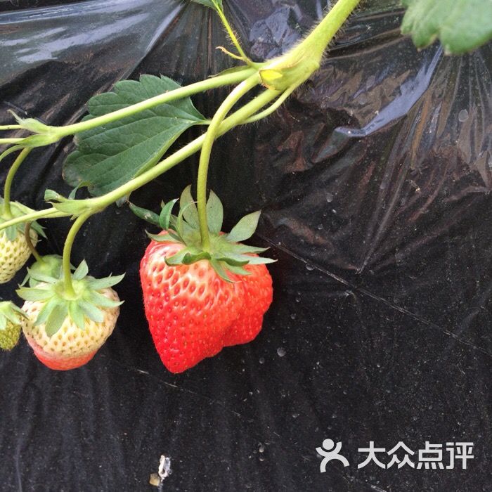 旺旺草莓采摘园图片 - 第791张