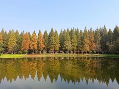 -黄海国家森林公园