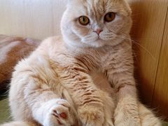 -CAT’S MEWSTAR CAFE·喵星球猫屋(晴湾咖啡店)