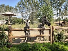 -大连森林动物园