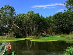 -桤木河湿地公园