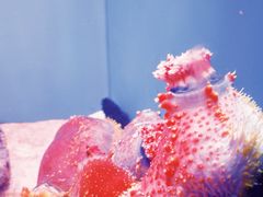 -上海海洋水族馆