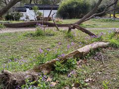 -上海共青森林公园