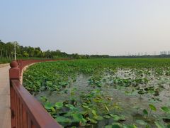 -天津东丽湖风景区
