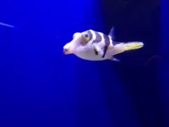 -迪拜水族馆及水下动物园