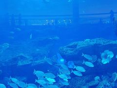 -迪拜水族馆及水下动物园