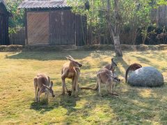 -泉州海丝野生动物世界