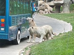 -北京野生动物园