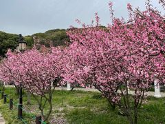 -苏州上方山国家森林公园