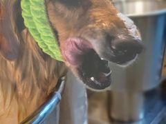 -PETKIT 小佩宠物·低压洗护·美容·寄养(安远店)