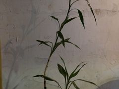 -春庄咖啡SpringHues(钟楼小区店)