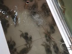 -小陆莲花蟹园农家乐(莲花岛店)