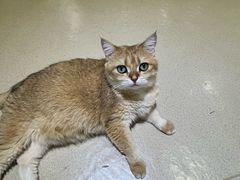 -藏猫猫咖啡主题馆(中央大道店)