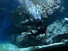 -暹罗海洋世界