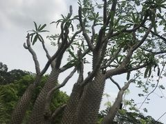 -华南国家植物园-售票处