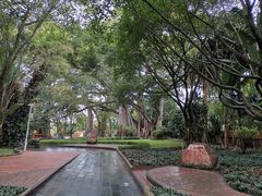 -瑞丽独树成林风景区