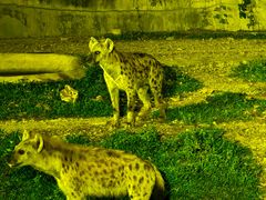 -清迈夜间动物园