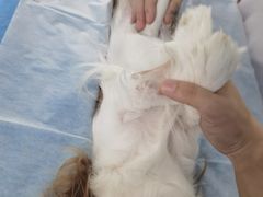 -北京赛佳动物医院