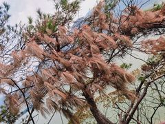 -羚羊峡古栈道森林公园