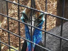 -费瑟代尔野生动物园