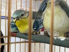 大堂-大槐树烤肉馆