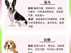 -翊宠yipet猫狗购宠庄园犬舍•猫舍