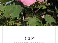 -美兰湖景区