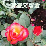 小众风光/绝美月季花墙