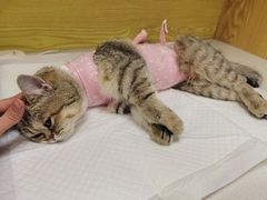 -中农大我爱我爱动物医院·核磁CT·猫病·24小时夜诊中心(石佛营店)