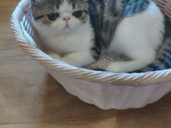 -滚猫咖啡·猫咖·猫友好撸猫(未来城店)