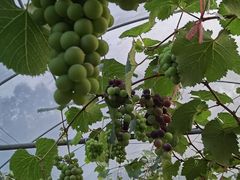 -迪茵湖田家舍生态农场