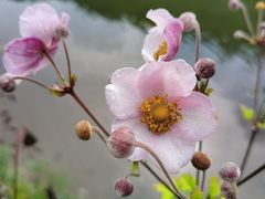 -朝阳沟