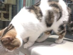 -小时光咖啡馆(开森度假森林店)